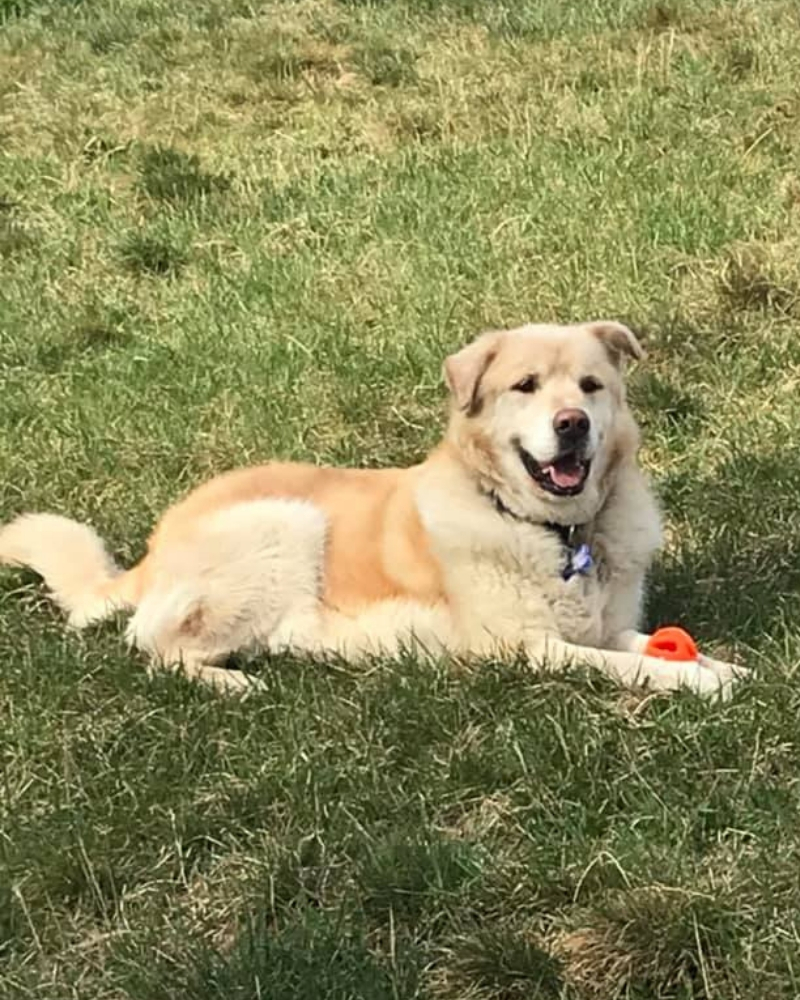 golden-retriever-12.jpg