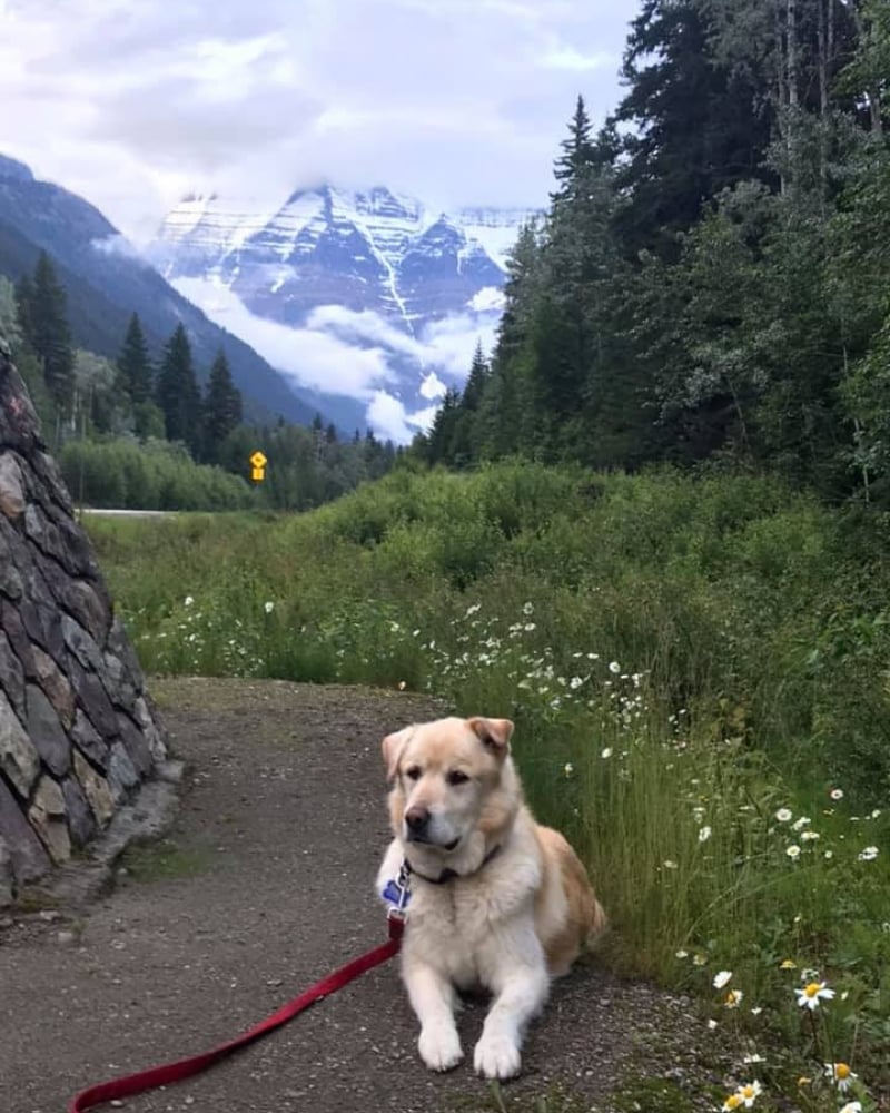 golden-retriever-14.jpg