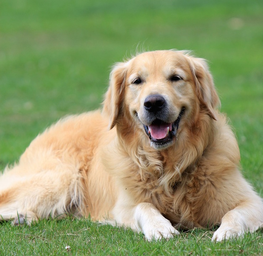 golden-retriever-164221_960_7201.jpg