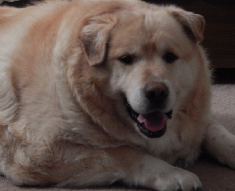 golden-retriever-2.jpg