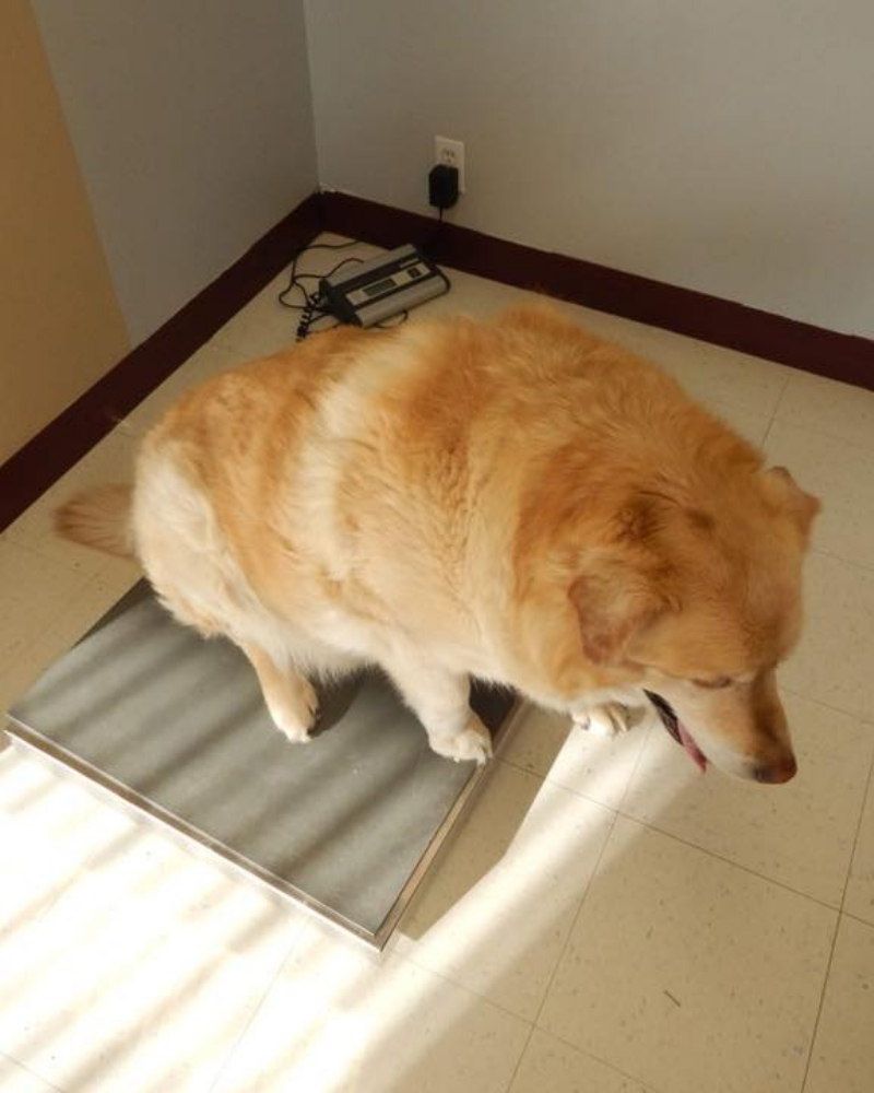 golden-retriever-3.jpg