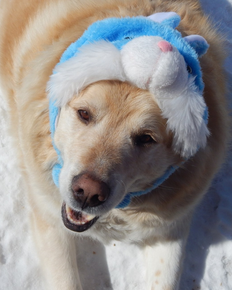 golden-retriever-4.jpg