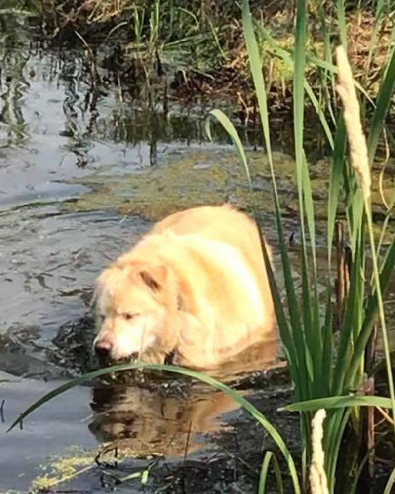 golden-retriever-6.jpg