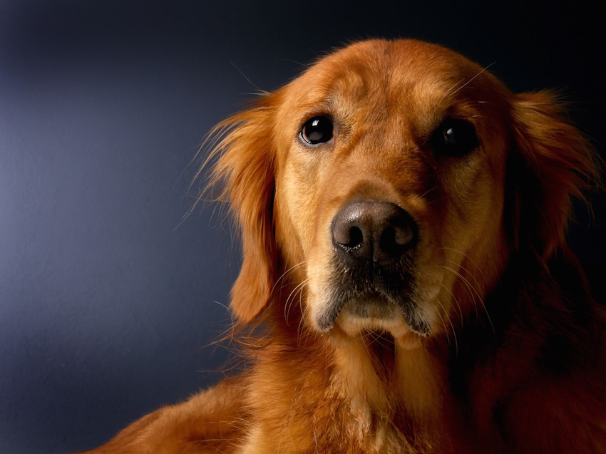 golden-retriever-620159_1280.jpg