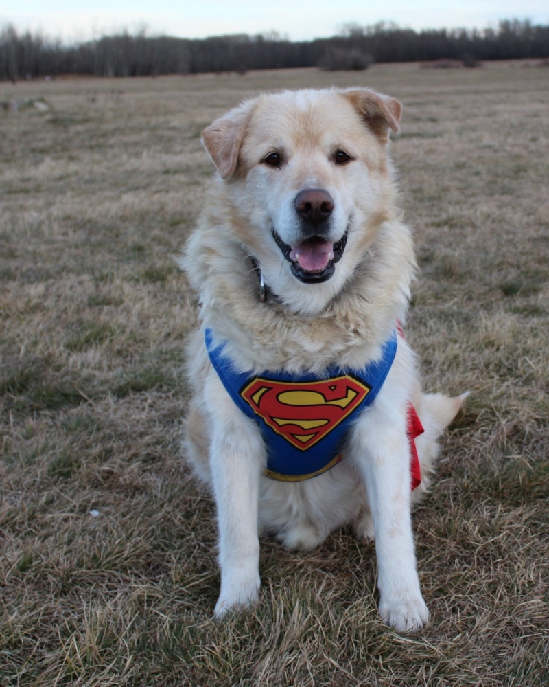 golden-retriever-7.jpg