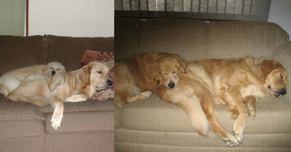 golden-retriever-dog-friends-then-and-now.jpg