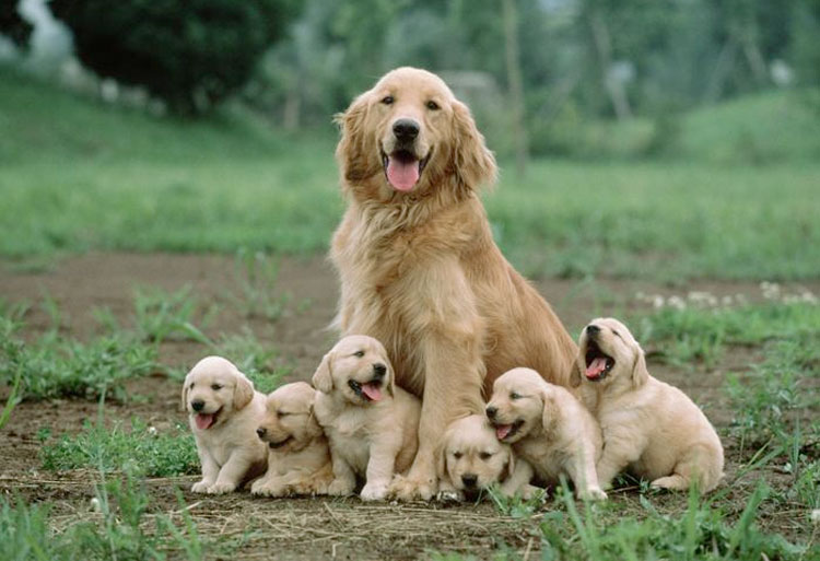 golden-retriever-family.jpg