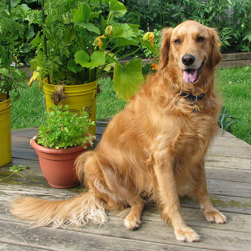 golden-retriever-smartest-dog-breed.jpg