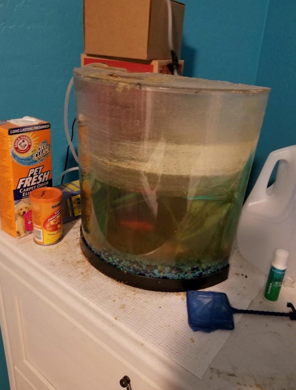 goldfish-1.jpg goldfish-1.jpg