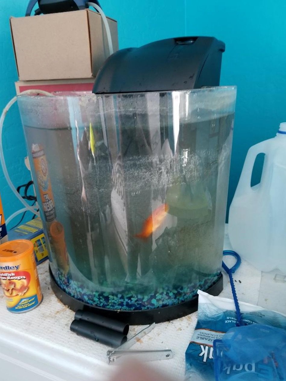 goldfish-3.jpg