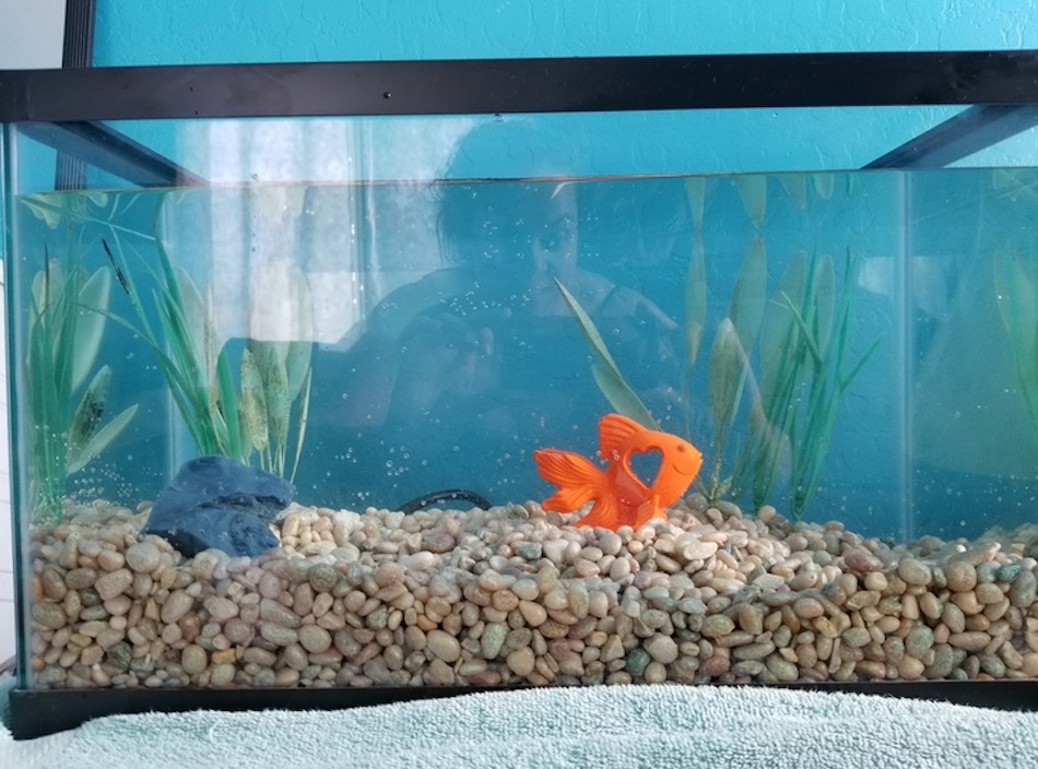 goldfish-4.jpg