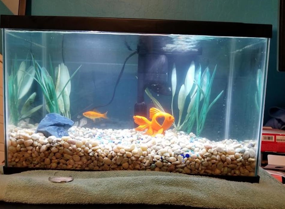 goldfish-5.jpg
