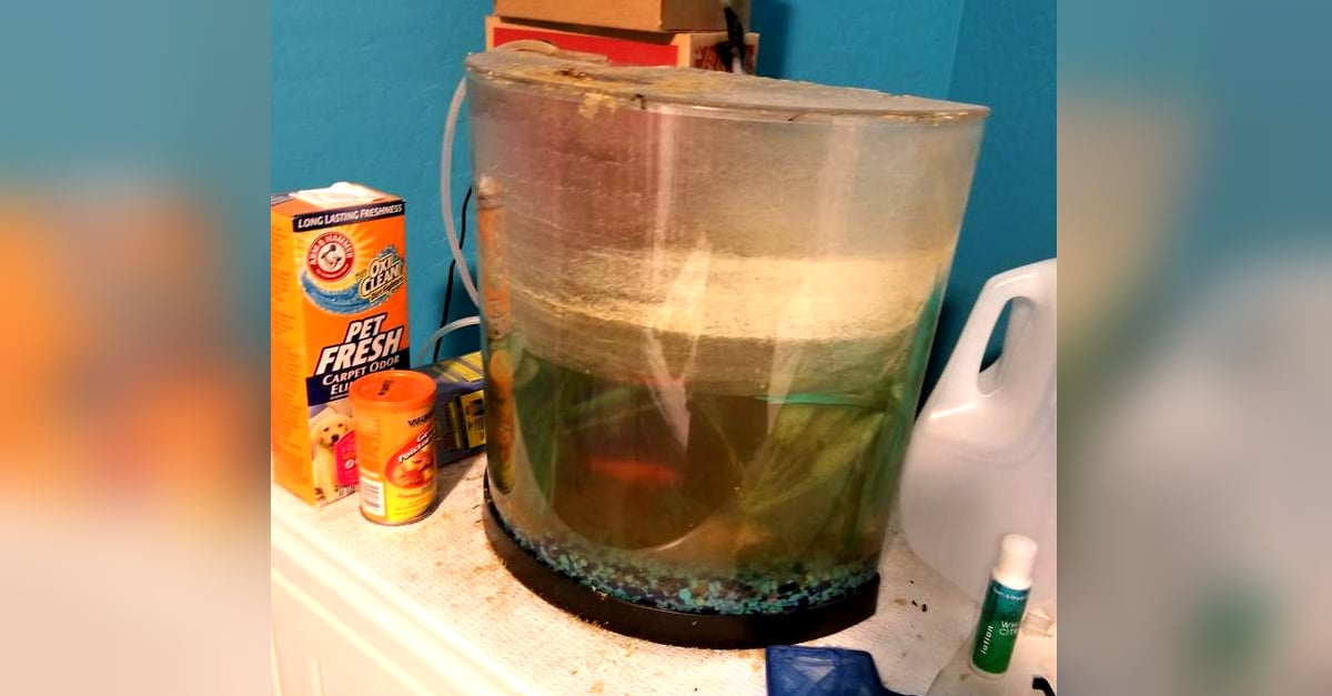 Stunning Goldfish Small Tank Disaster image