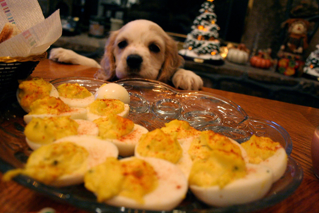 good-and-bad-food-for-dogs-on-Thanksgiving-at-dogPACER.jpg
