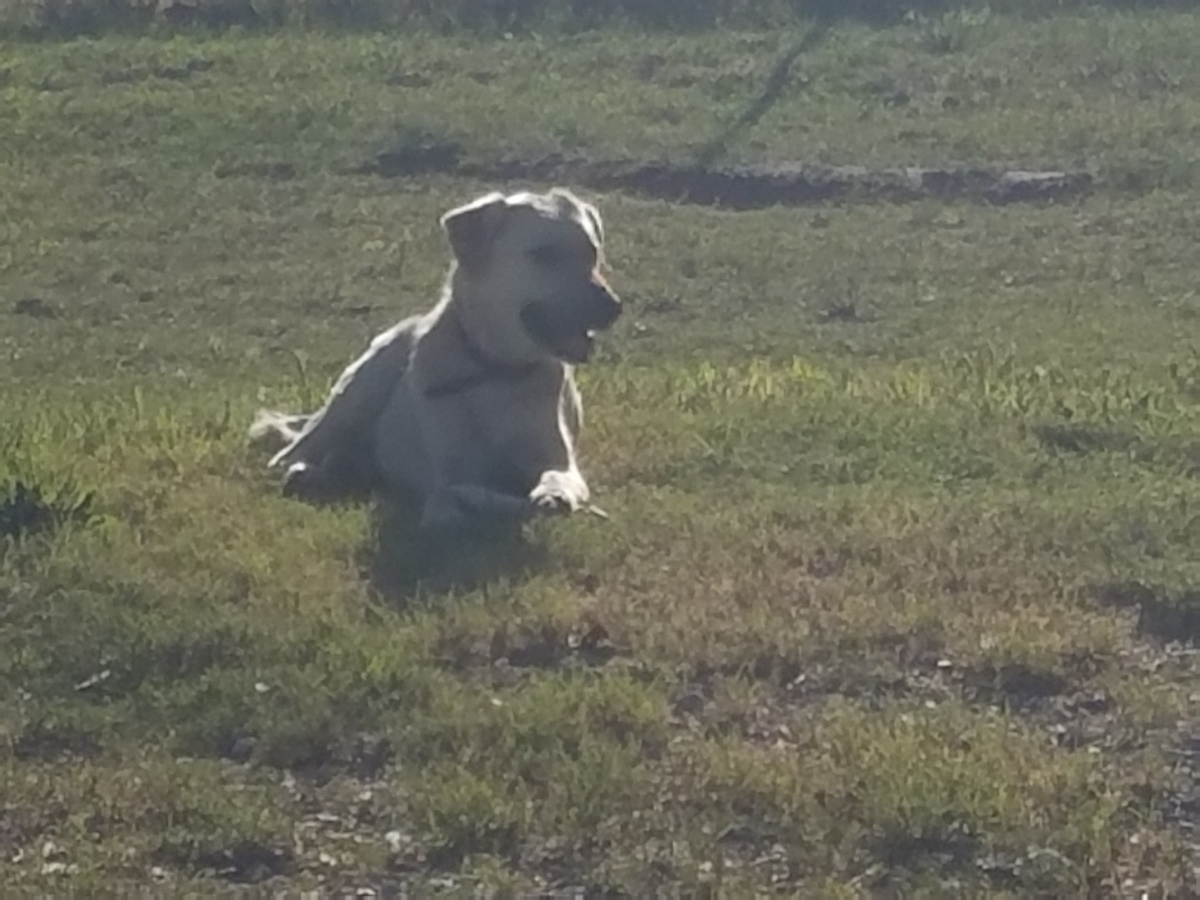 good-dog-6.jpg