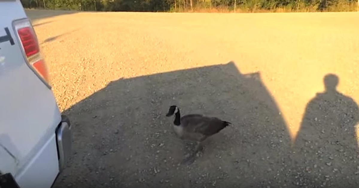 goose to water