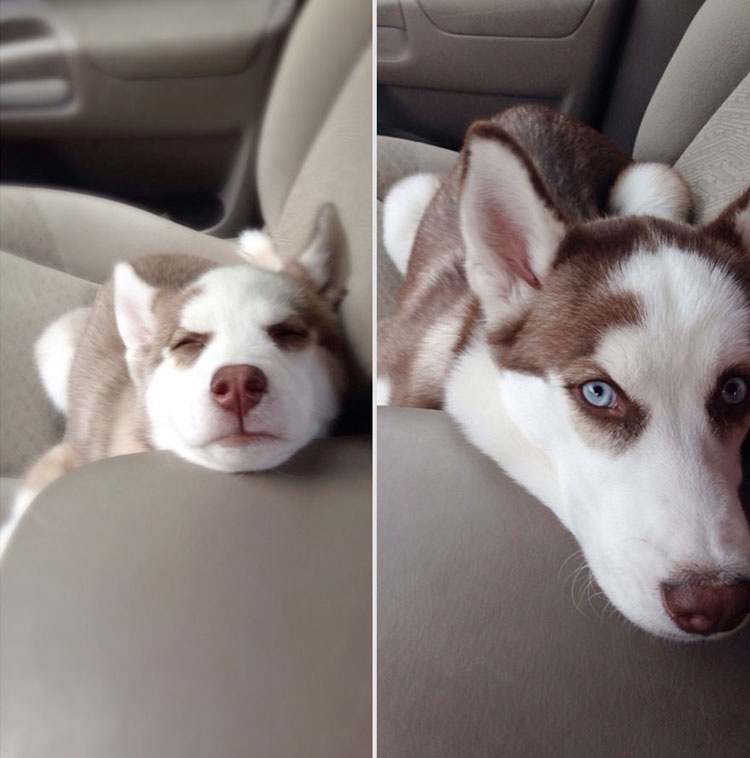 gorgeous-blue-eyed-husky-pup.jpg