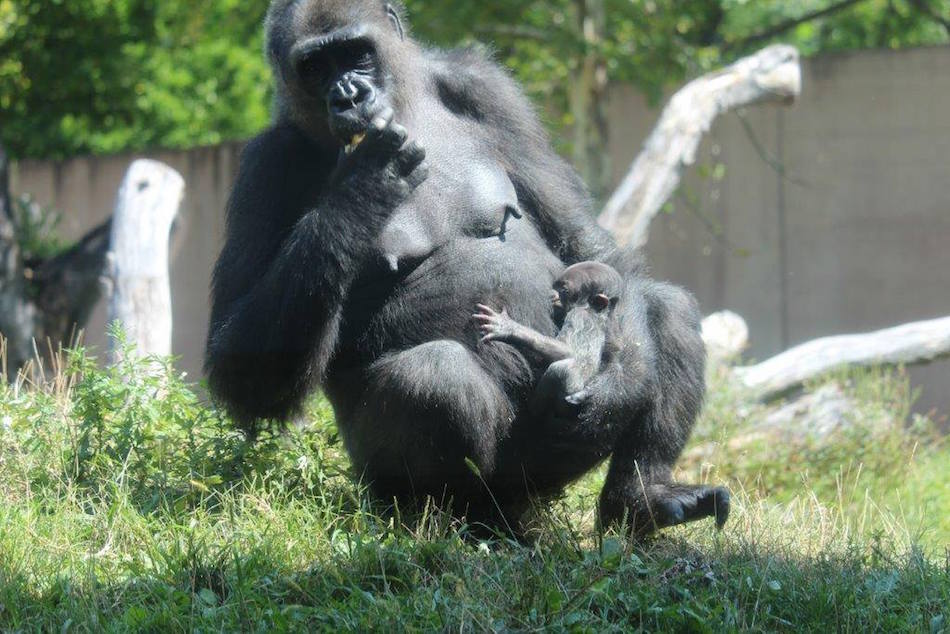 gorilla-5-1.jpg