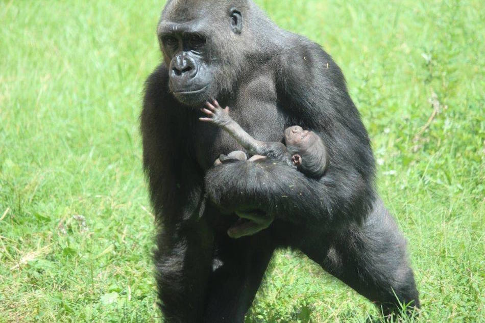 gorilla11.jpg