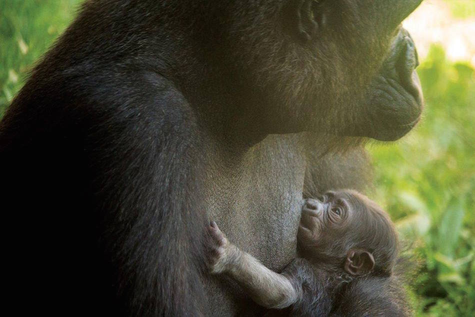 gorilla2.jpg