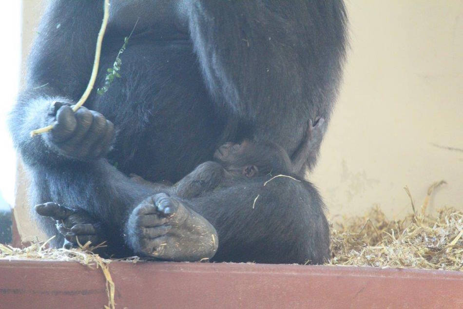 gorilla3.jpg