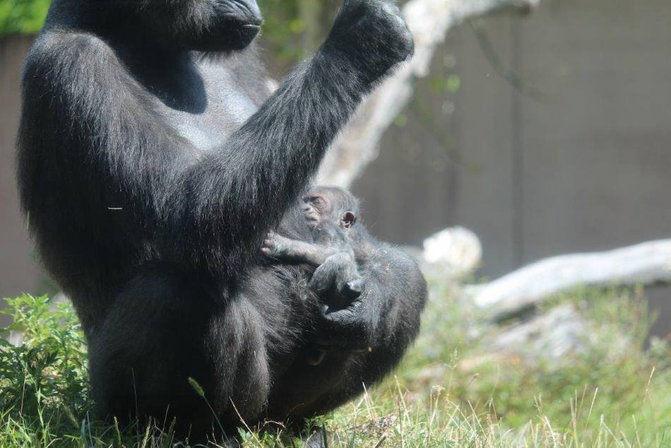 gorilla4.jpg
