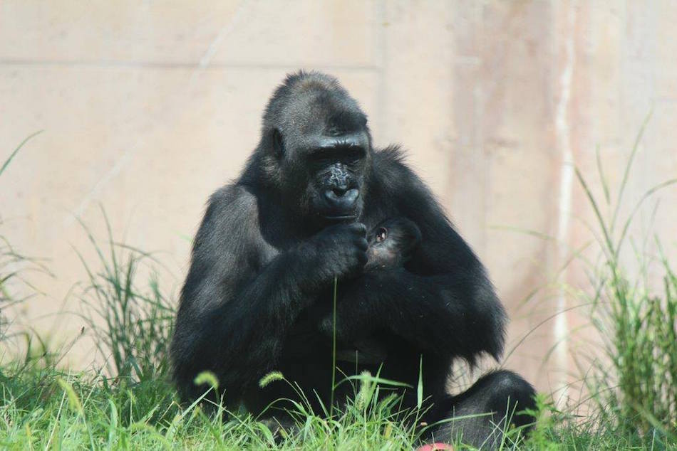 gorilla6.jpg