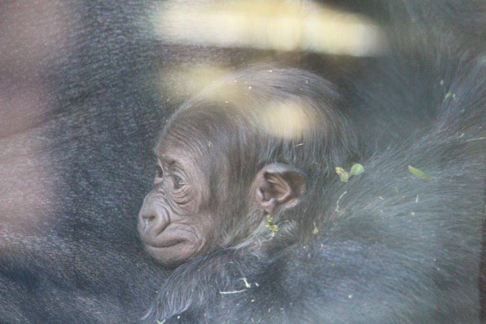 gorilla7.jpg