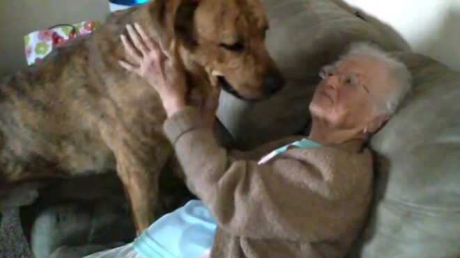 grandma and big happy puppy love