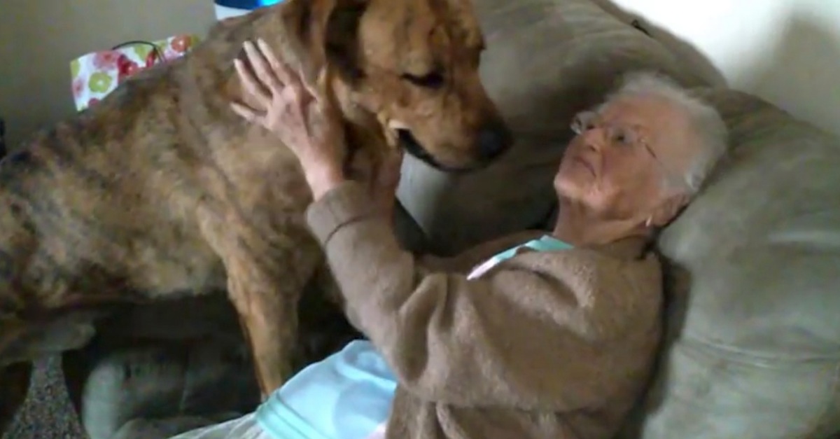 grandma and big happy puppy love