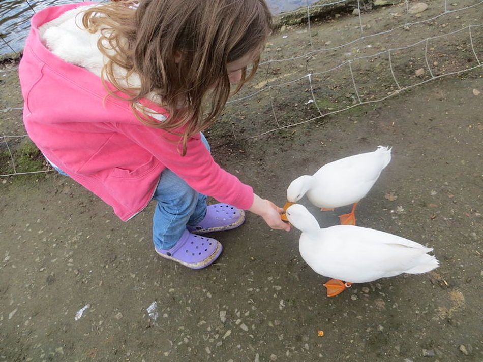 grandma-memory-feeding-ducks.jpg