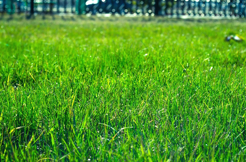 Yard Backyard Meadow Green Grass Field Sod Lawn