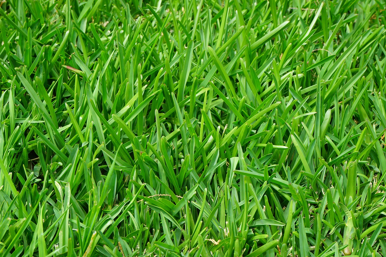 grass-375586_1280.jpg