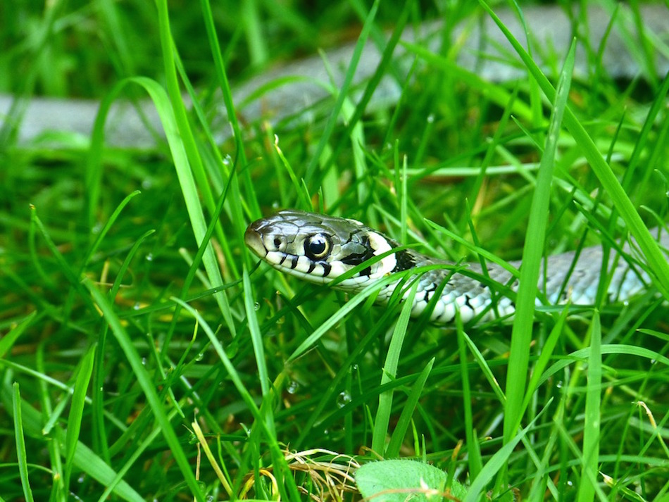 grass-snake.jpg