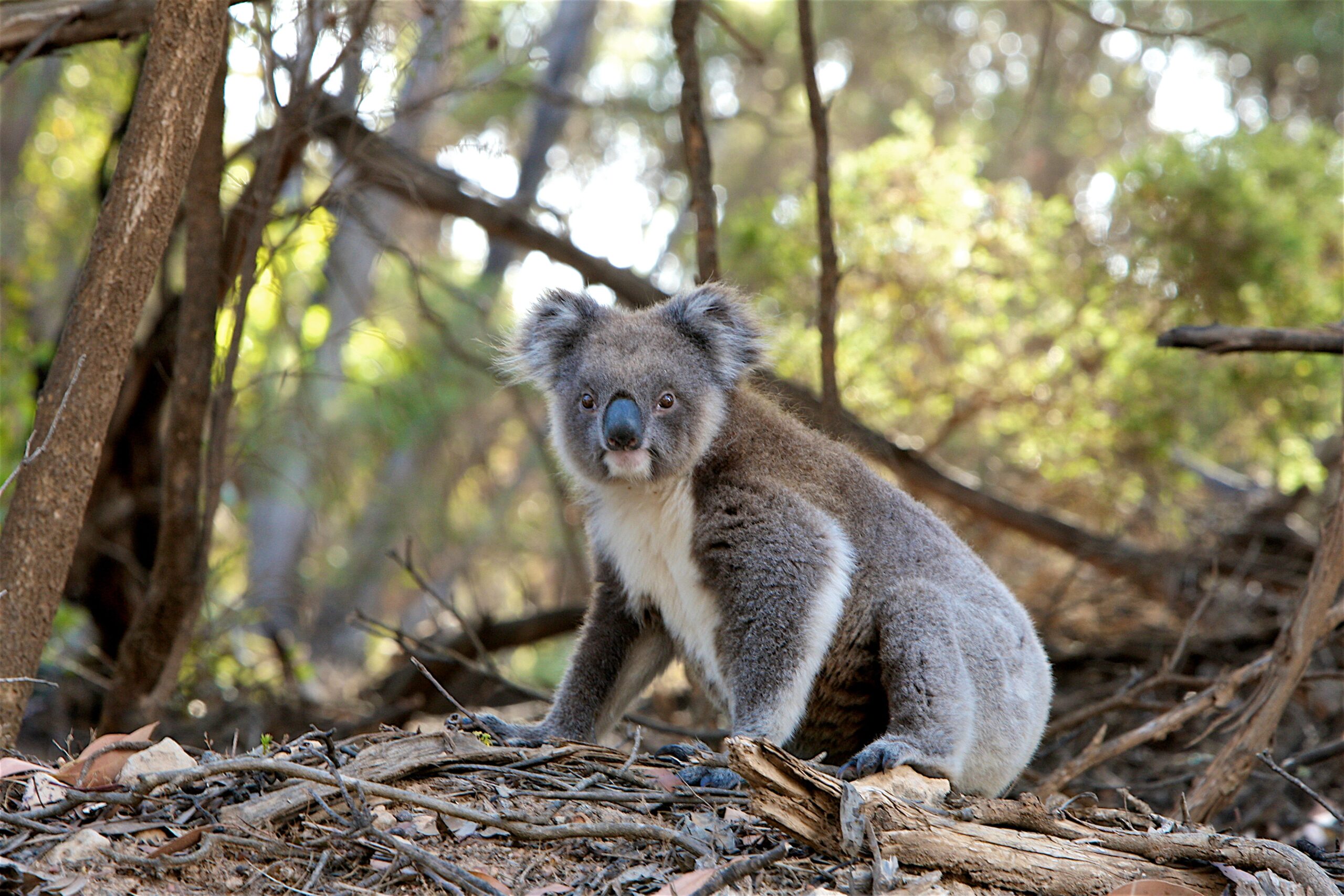gray-and-white-koala-bear-near-trees-105823.jpg