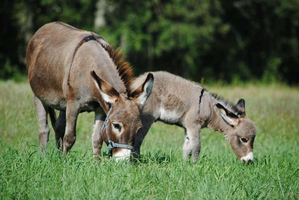 grazing.jpg