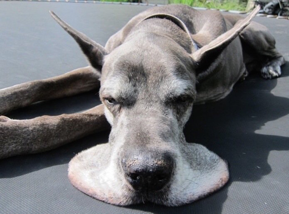 great-dane-1.jpg