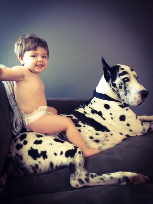 great-dane-baby.jpg