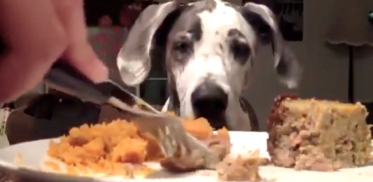 great dane food