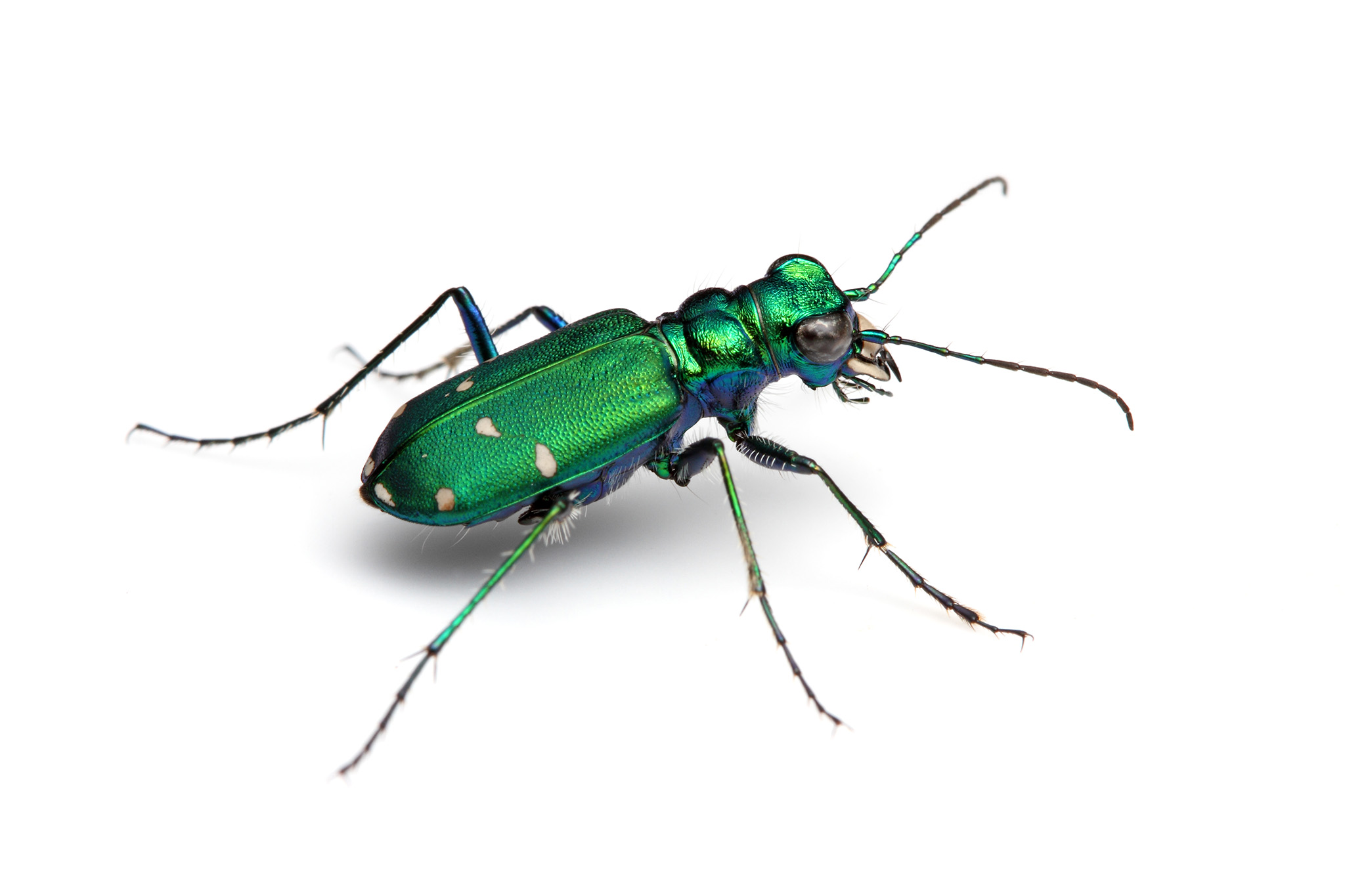 Cicindela sexguttata