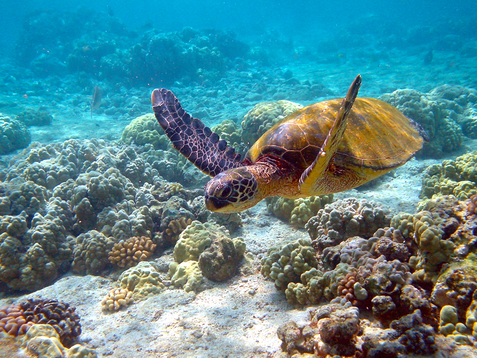 green-turtle.jpg