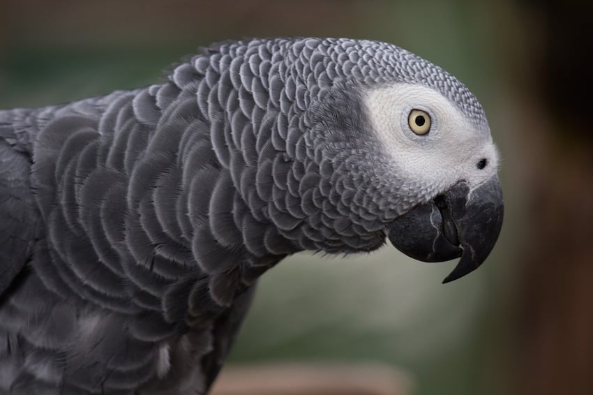 grey-parrot-1140551_1280.jpg