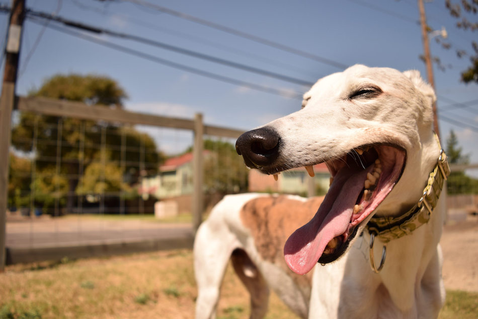 greyhound.jpg