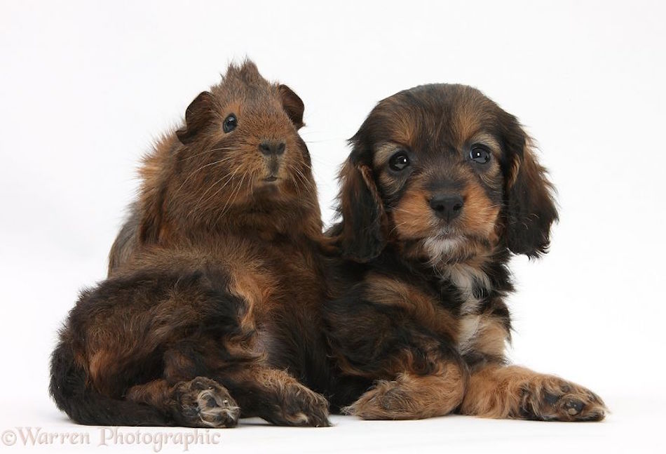 guinnea-pooch.jpg