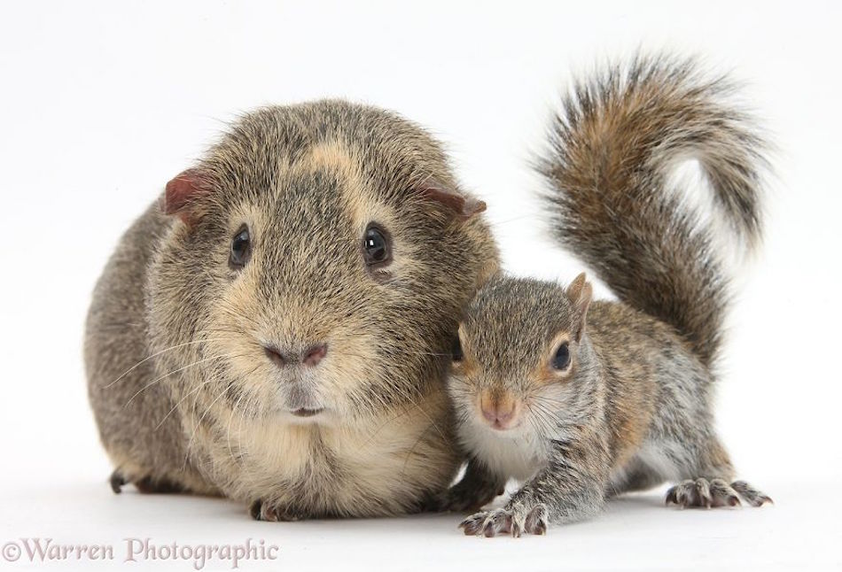 guinneapig-squirrel.jpg