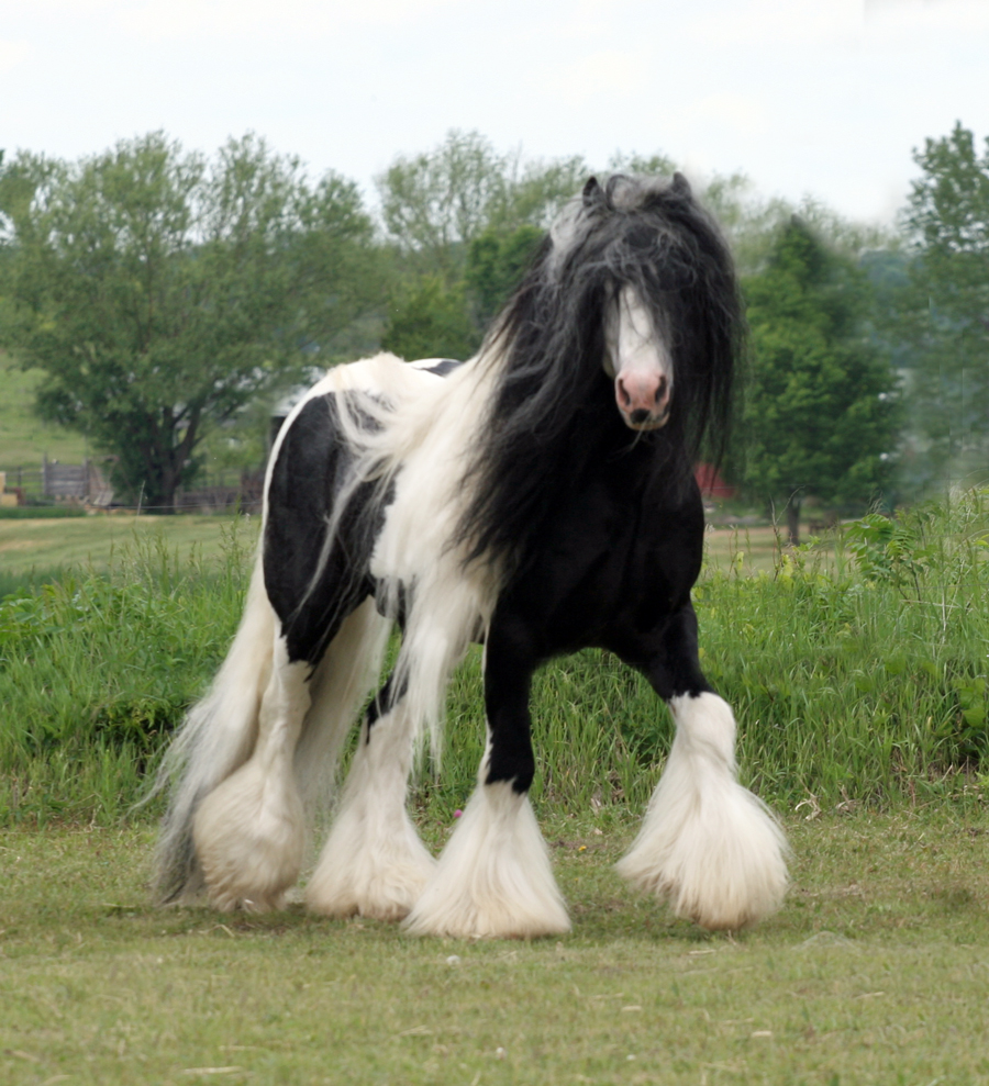 gypsy-vanner-horses-bri-ste.jpg