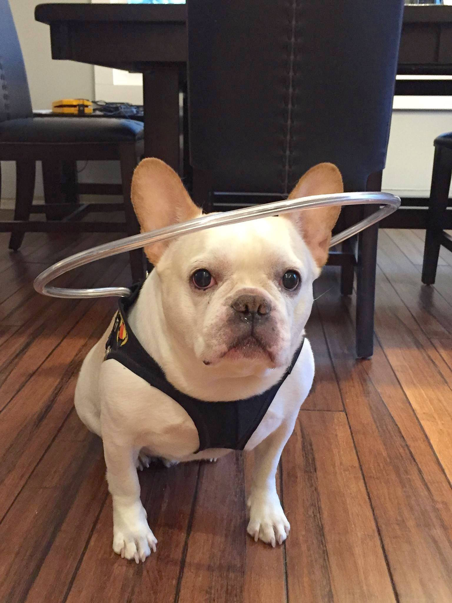 halosforpaws_e.jpg