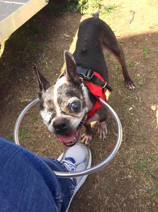 halosforpaws_h-600x7871-1.jpg