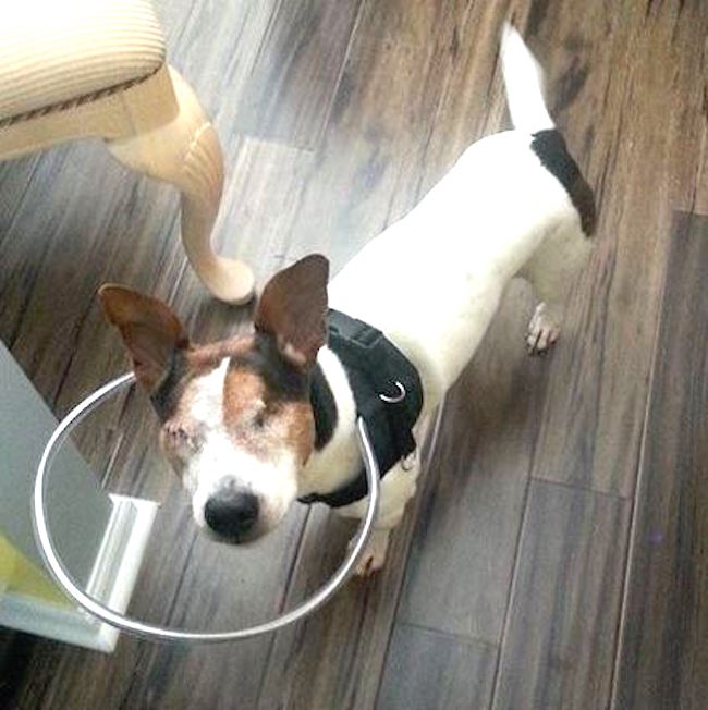 halosforpaws_j.jpg