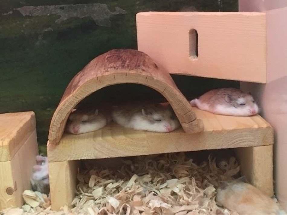 hamster.jpg